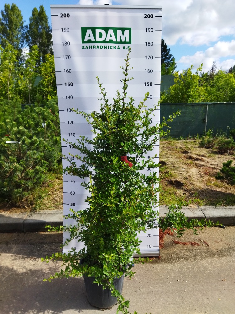 Pyracantha coccinea ´Red Column´