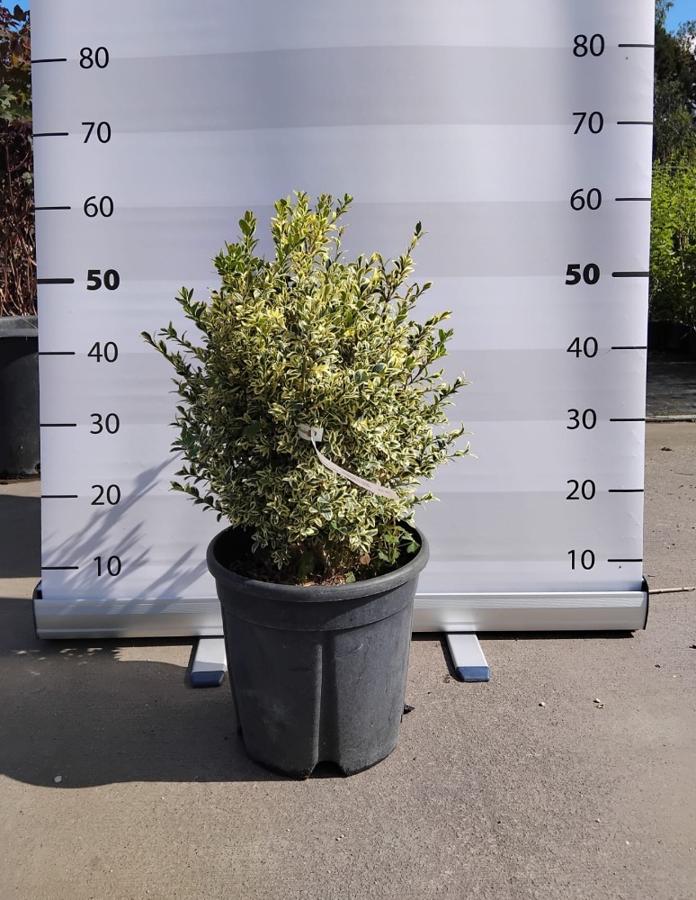 Buxus sempervirens ´Elegans ´