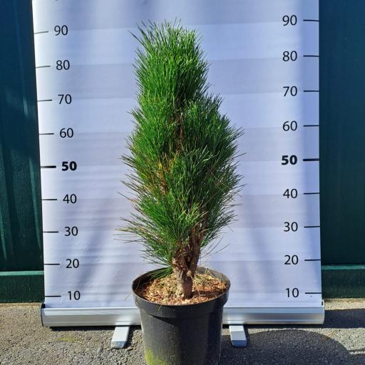 Pinus nigra ´Green Tower´