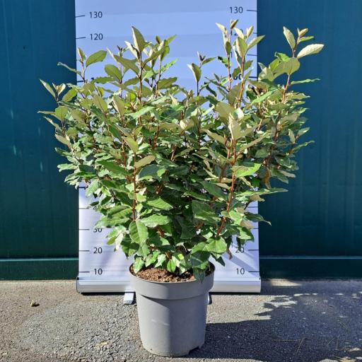 Elaeagnus x ebbingei ´Compacta´