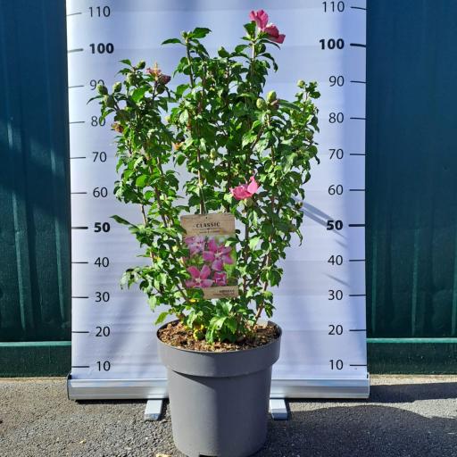 Hibiscus syriacus ´Woodbridge´