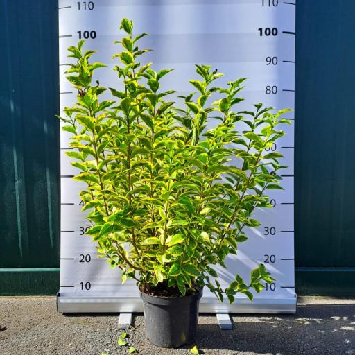 Ligustrum ovalifolium ´Aureum´