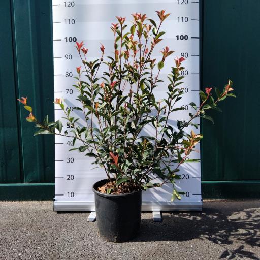 Photinia fraseri ´Carre Rouge´