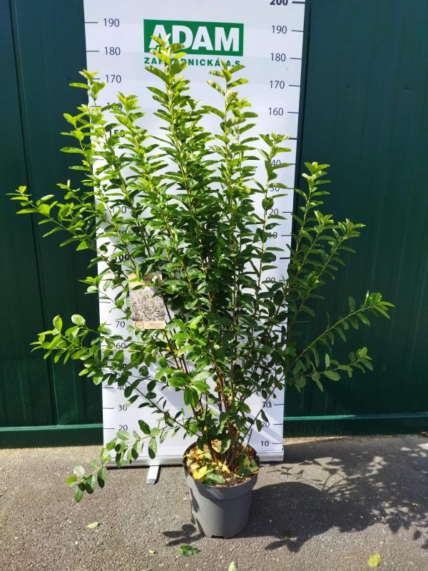 Amelanchier canadensis ´Rainbow Pillar´