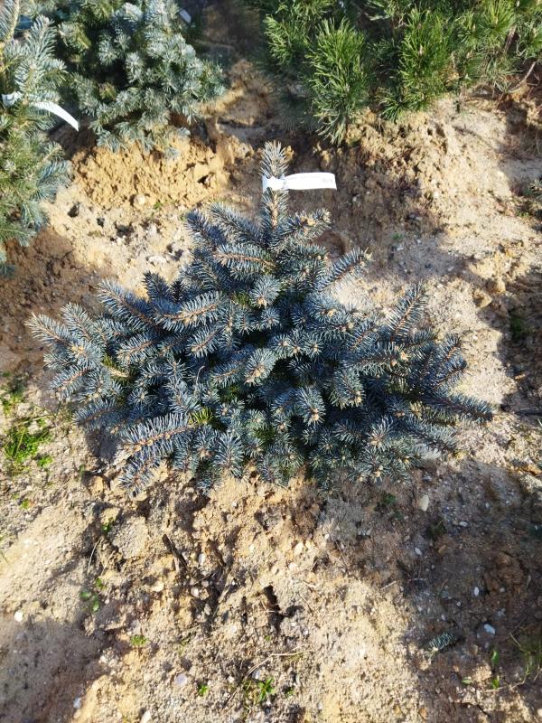 Picea pungens ´Glauca Globosa´