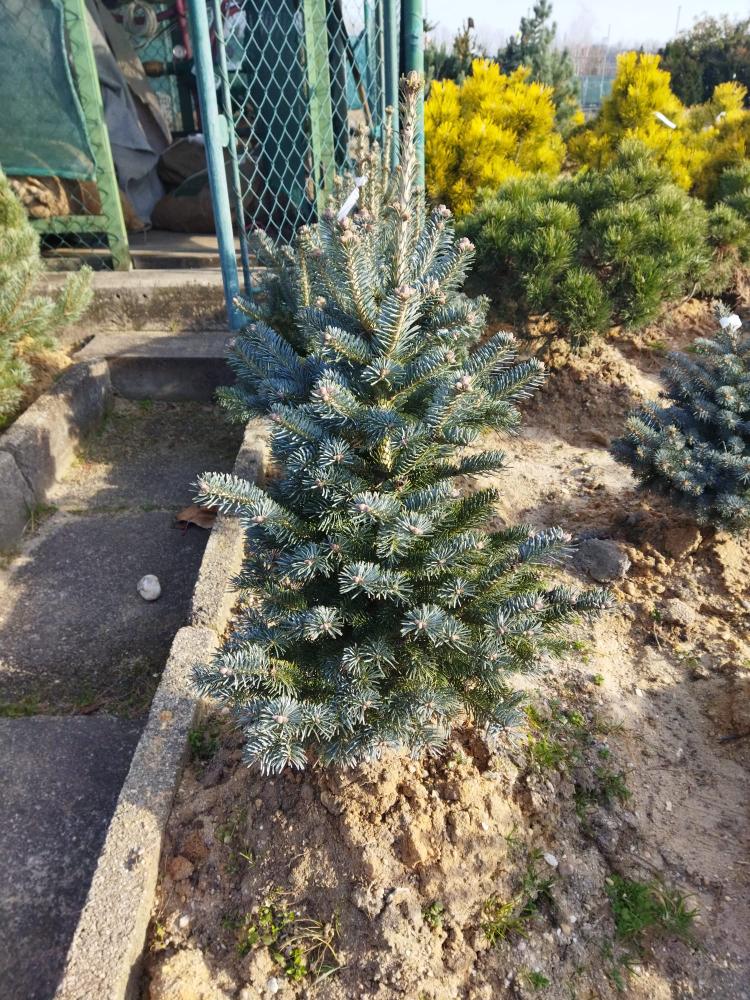 Abies lasiocarpa ´Compacta´