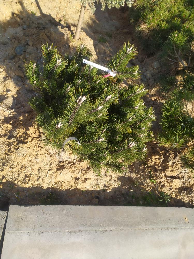 Pinus mugo ´Humpy ´