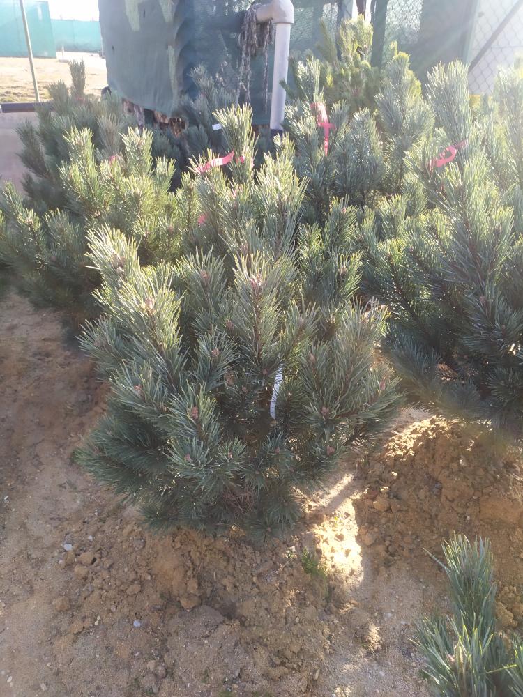 Pinus sylvestris ´Watereri´