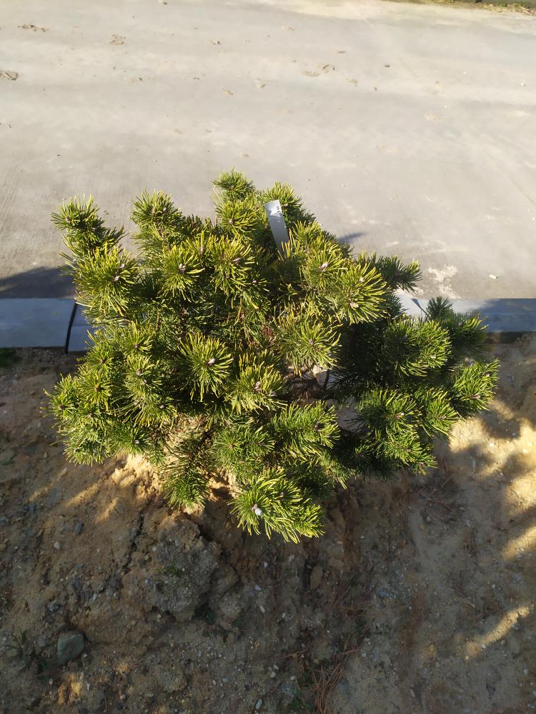 Pinus mugo ´Pal Maleter´