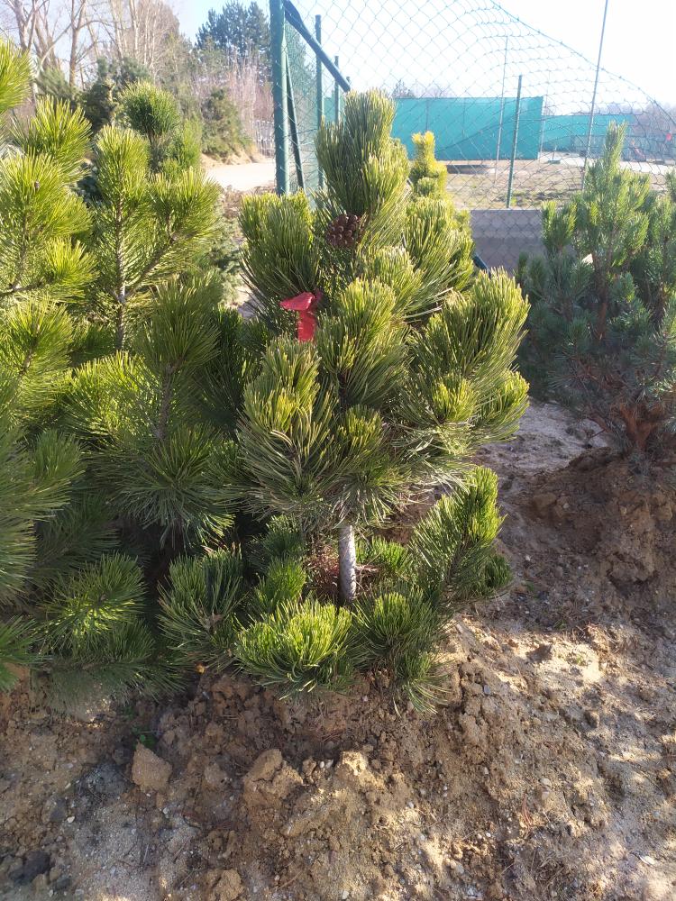 Pinus leucodermis ´Satelit Dědík´