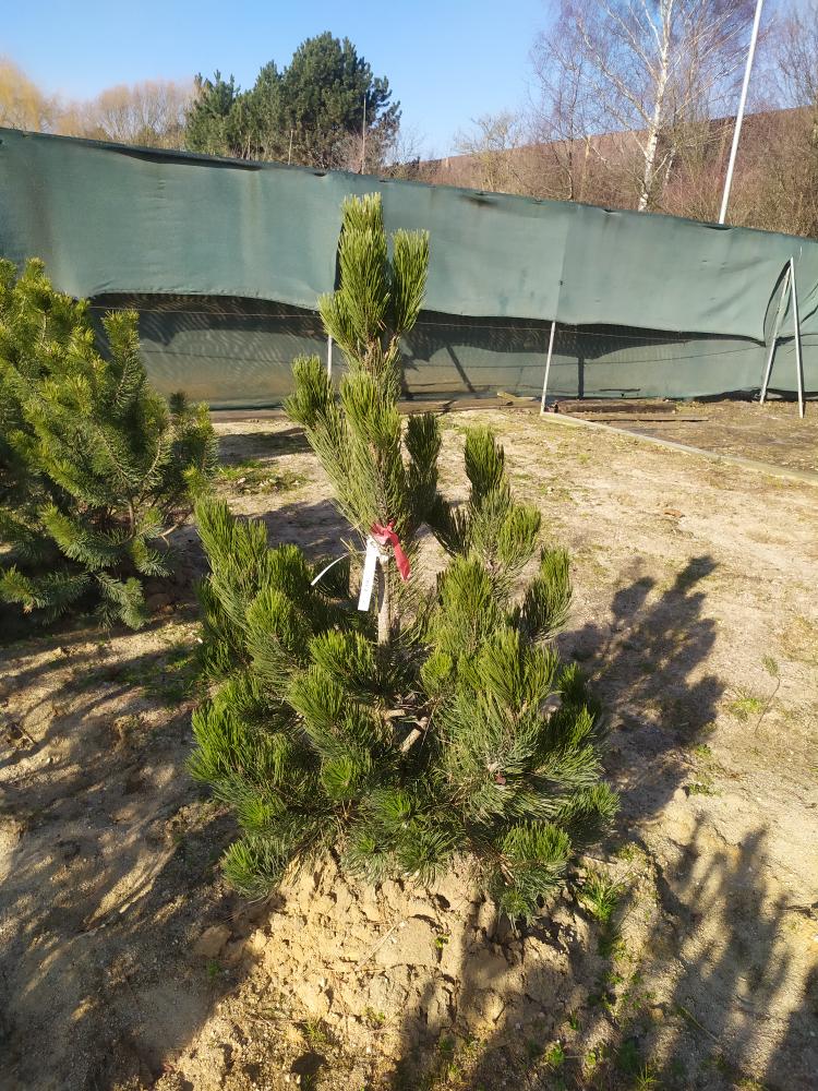 Pinus leucodermis ´Satelit Dědík´