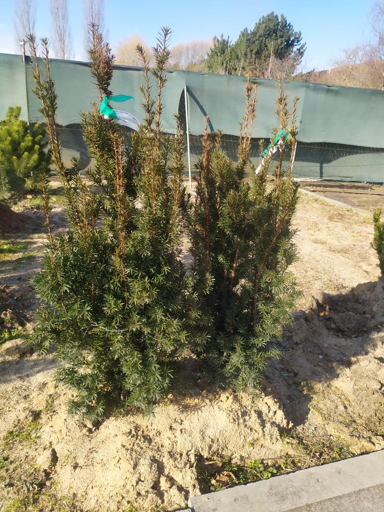 Taxus × media ´Hicksii´