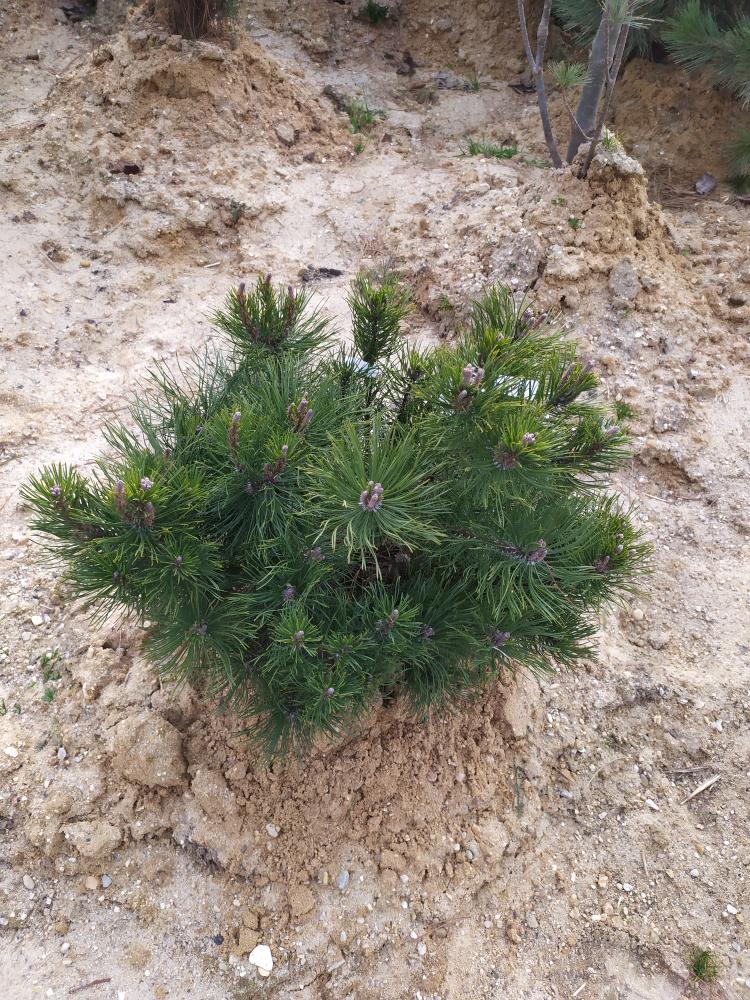 Pinus mugo mugo