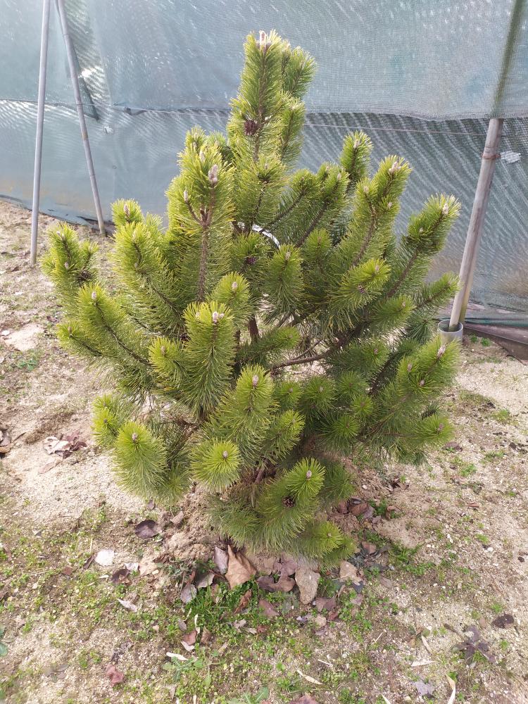 Pinus uncinata