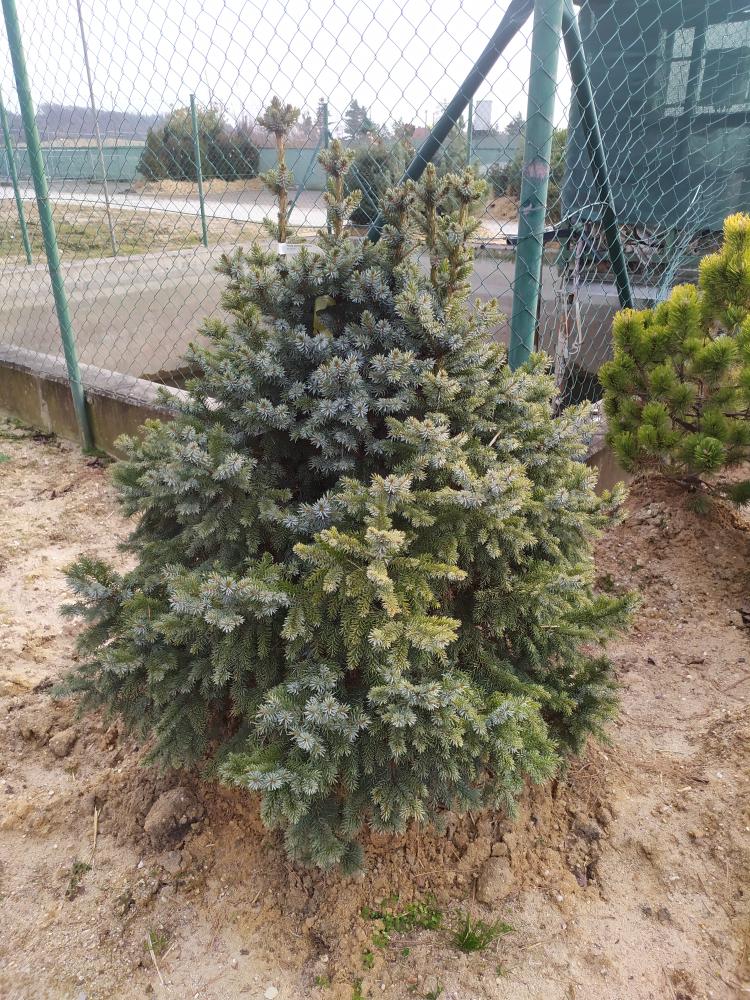 Picea omorika ´Nana´