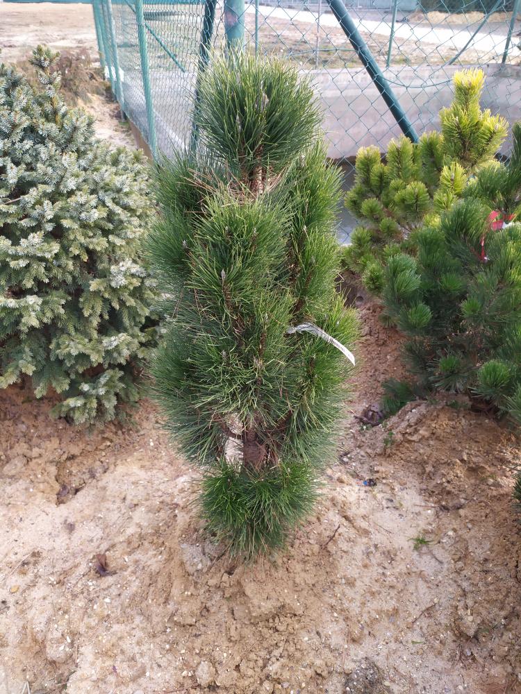 Pinus nigra ´Green Tower´