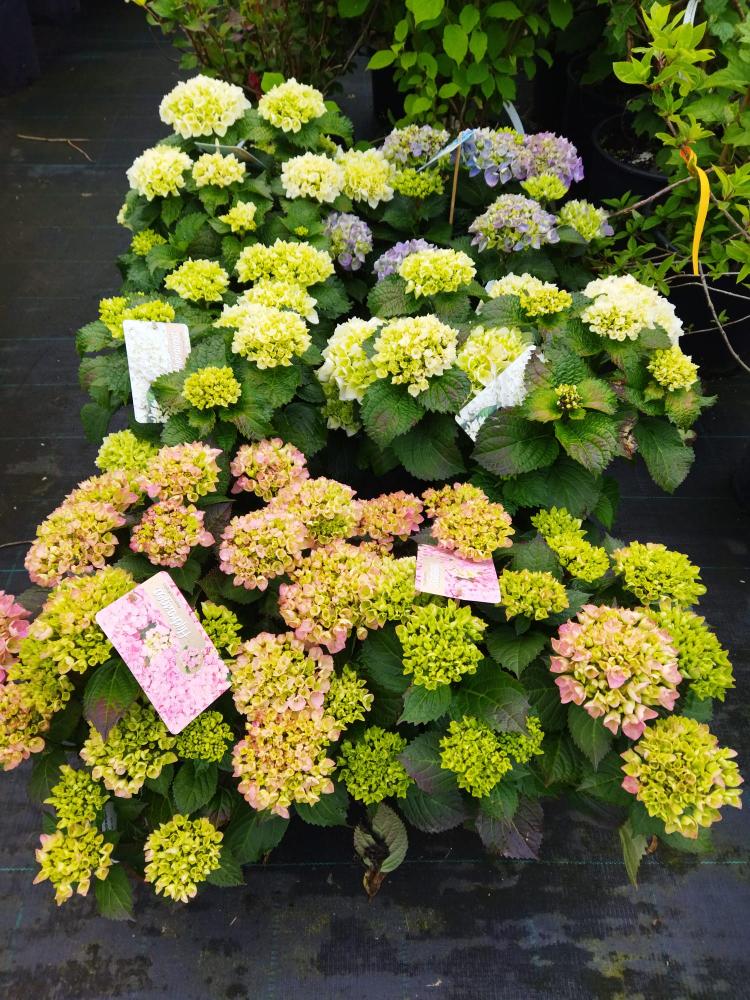 Hydrangea macrophylla - sorty