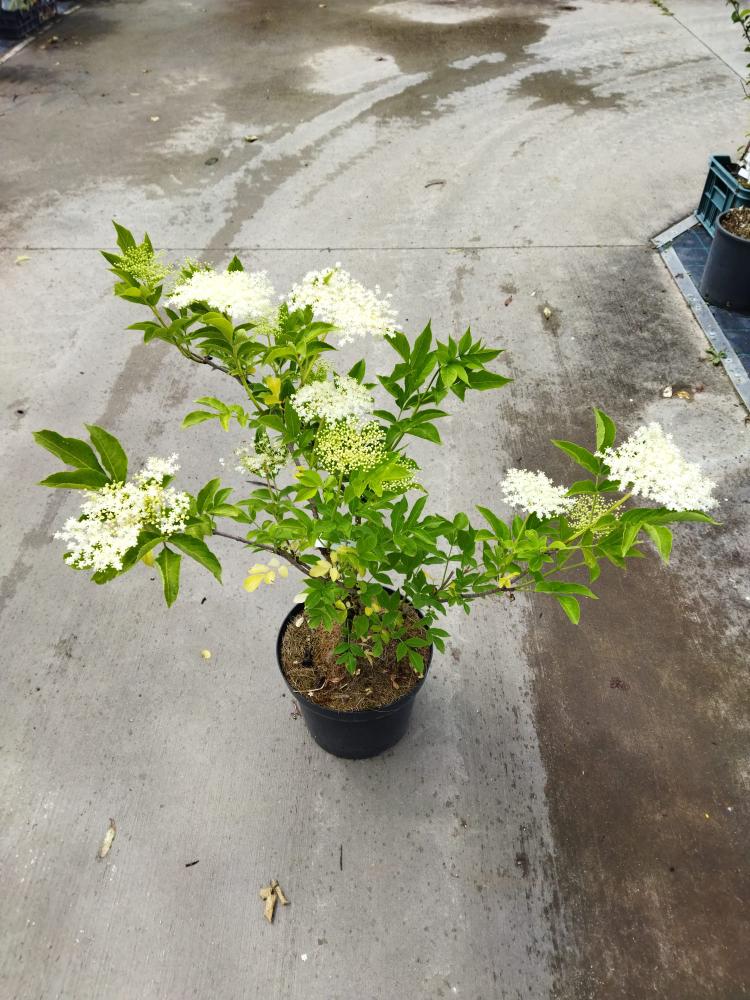 Sambucus nigra
