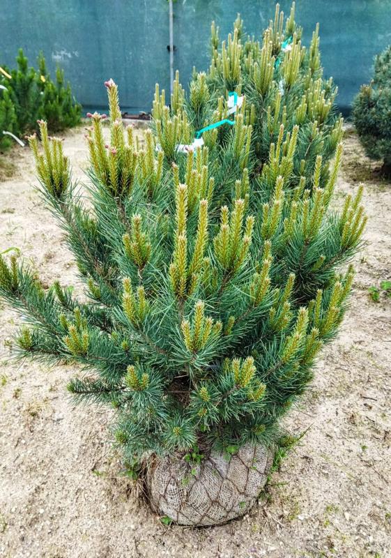 Pinus sylvestris ´Watereri´