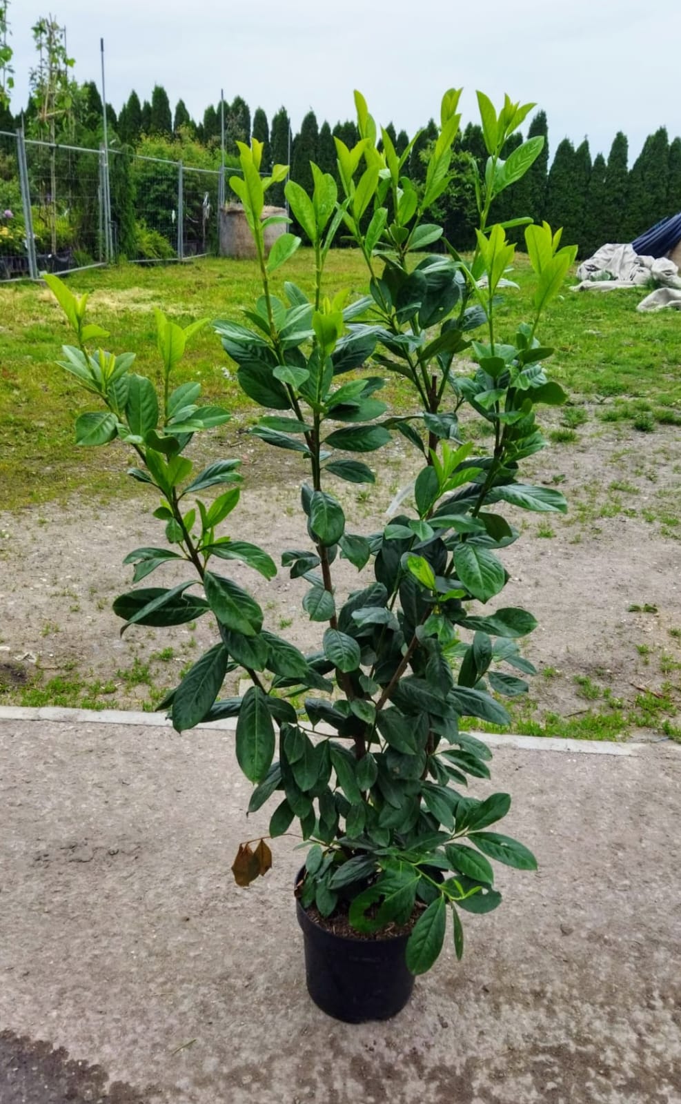 Prunus laurocerasus ´Novita´