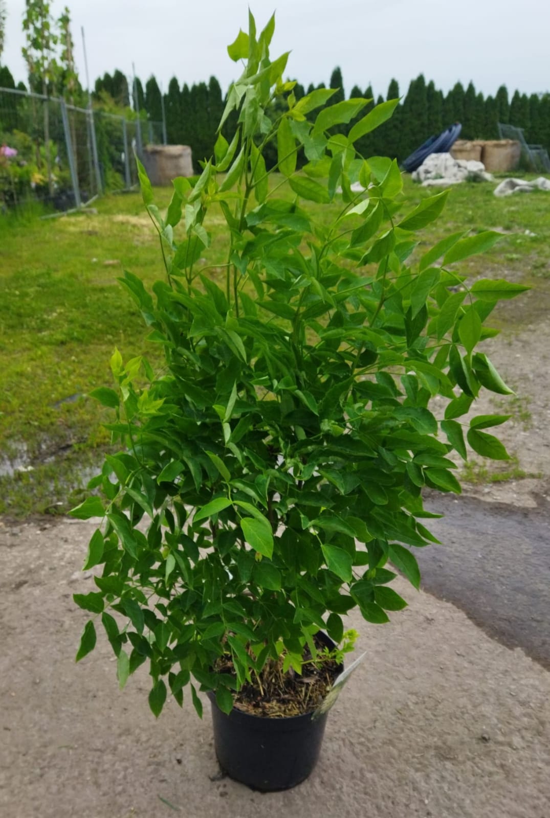 Staphylea pinnata