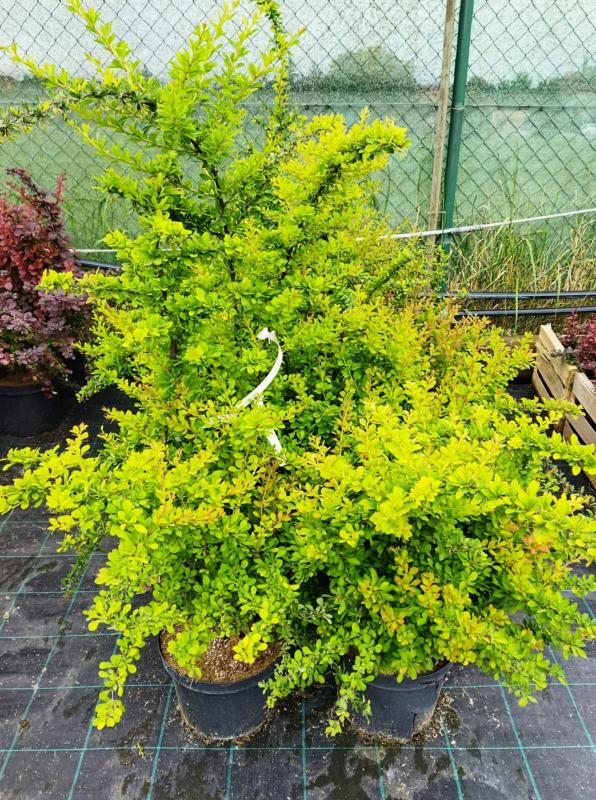 Berberis thunbergii