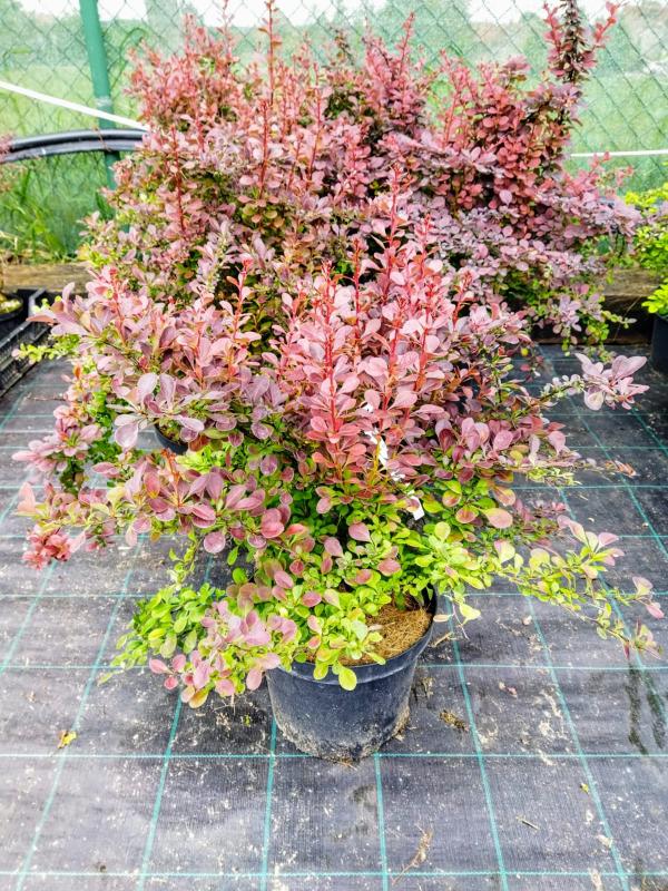 Berberis thunbergii ´Atropurpurea´