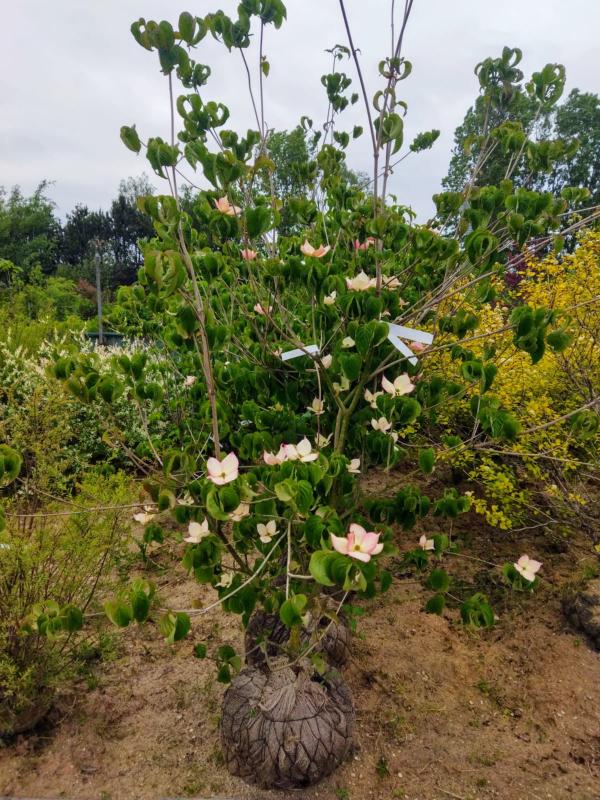 Cornus kousa ´Rosy Teacups´