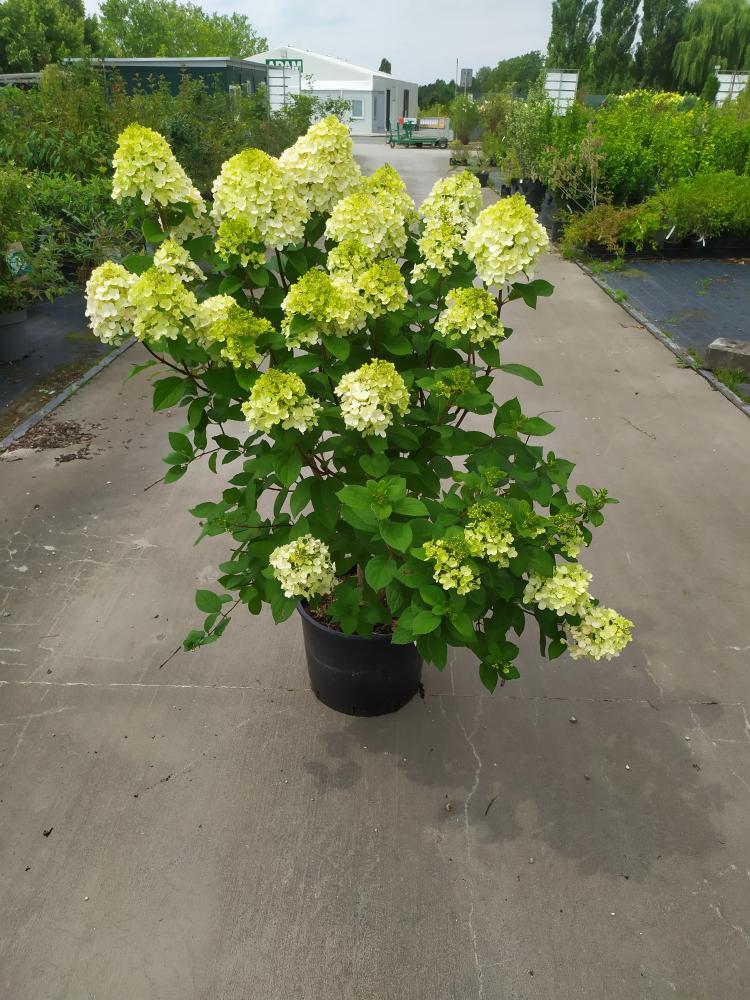 Hydrangea pan. ´Little Lime Punch´