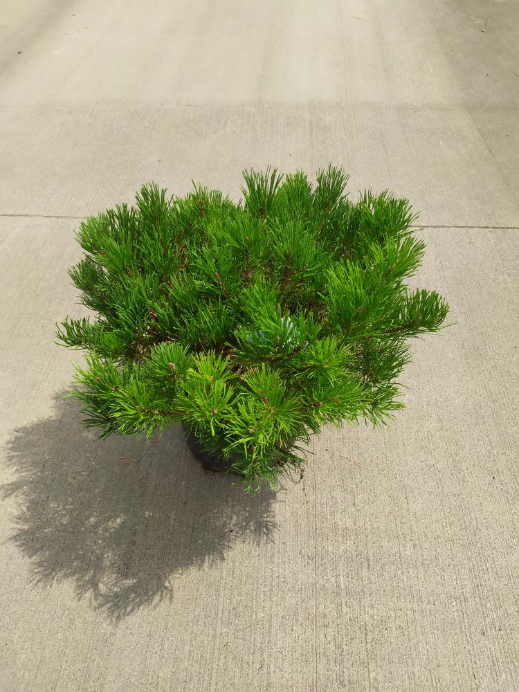 Pinus mugo ´Mughus´