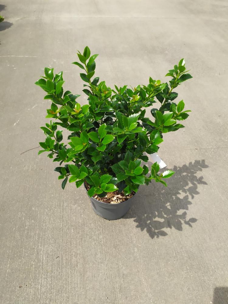 Ilex meserveae ´Heckenfee´