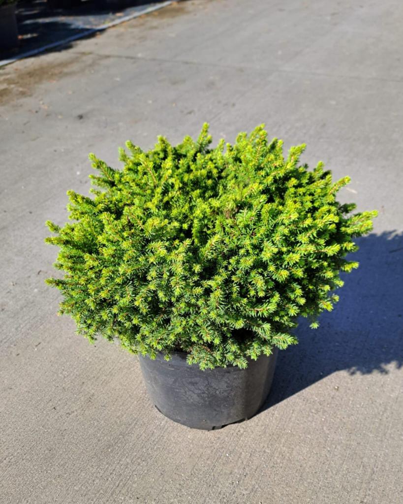 Picea abies ´Little Gem´