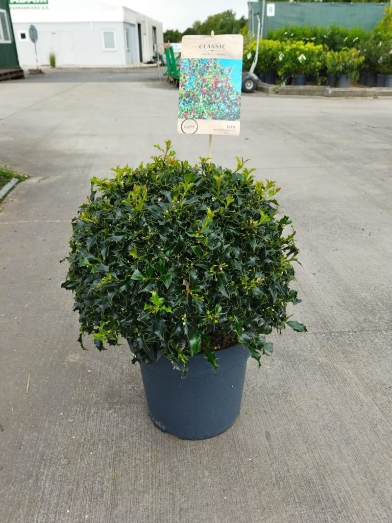 Ilex aquifolilium ´Alaska´