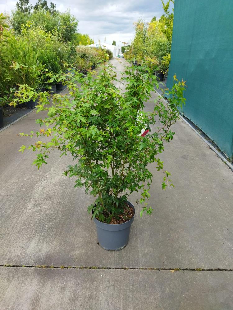 Acer palmatum