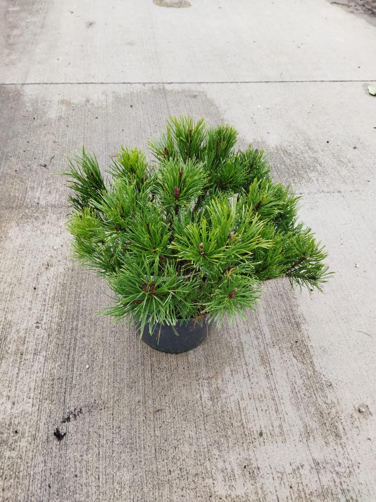 Pinus mugo mugo