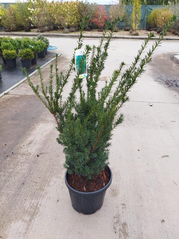 Taxus x media ´Hillii´
