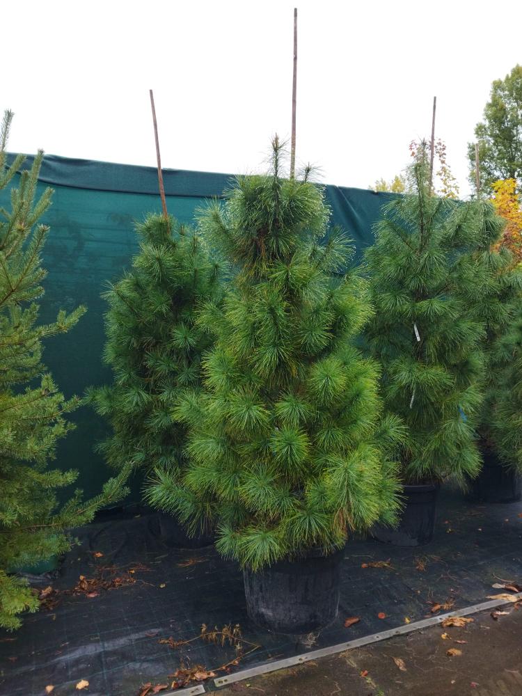 Pinus wallichiana
