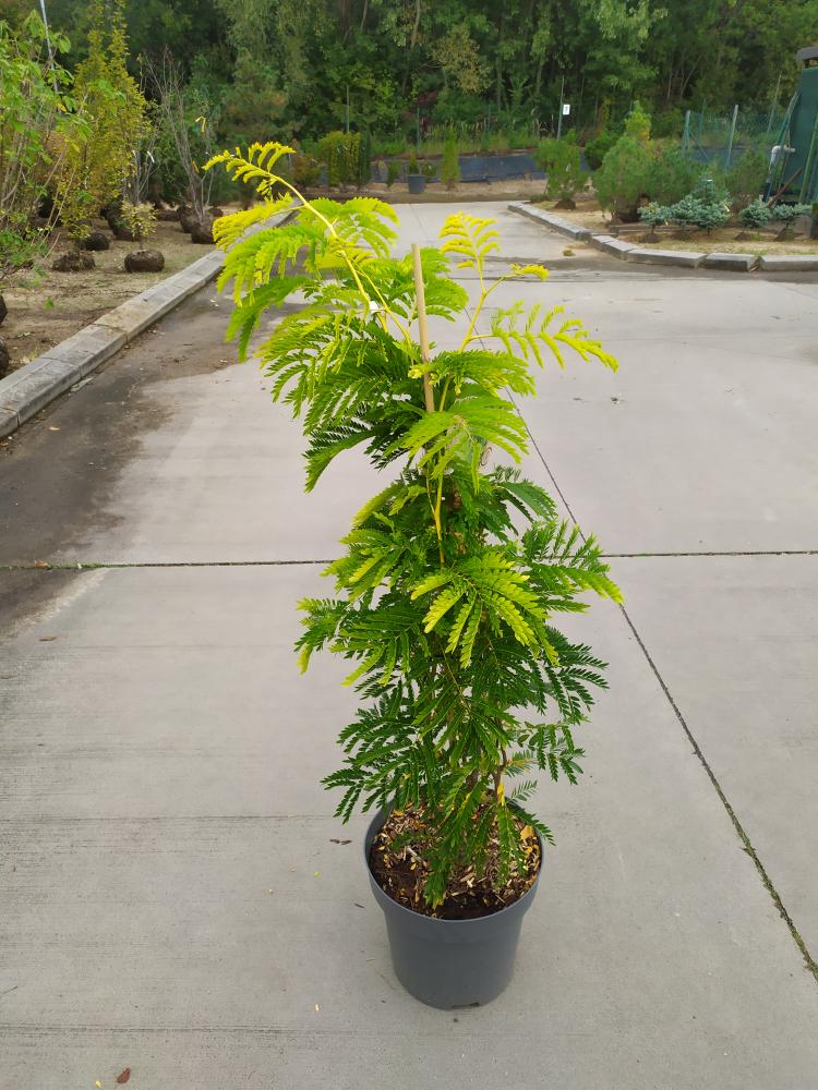 Gleditsia triacanthos ´Sunburst´