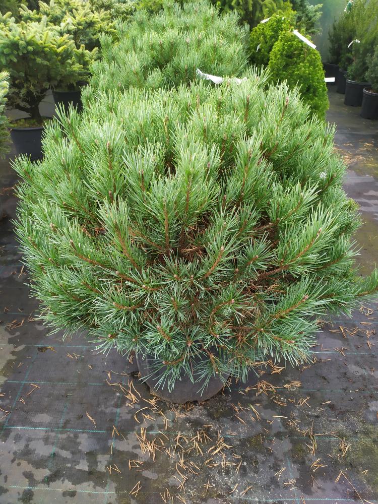 Pinus sylvestris ´Watereri Nana´