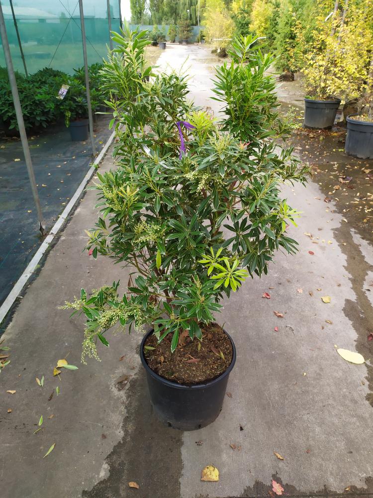 Pieris ´Flaming Silver´