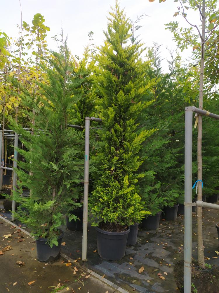 Cupressocyparis leylandii ´Gold Rider´