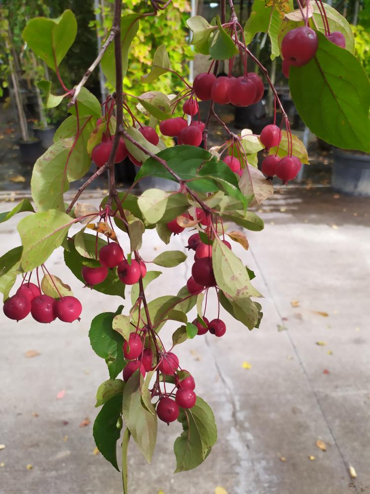 Malus ´Mokum´