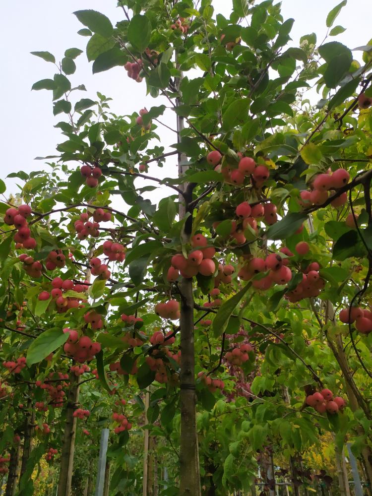 Malus ´Red Sentinel´