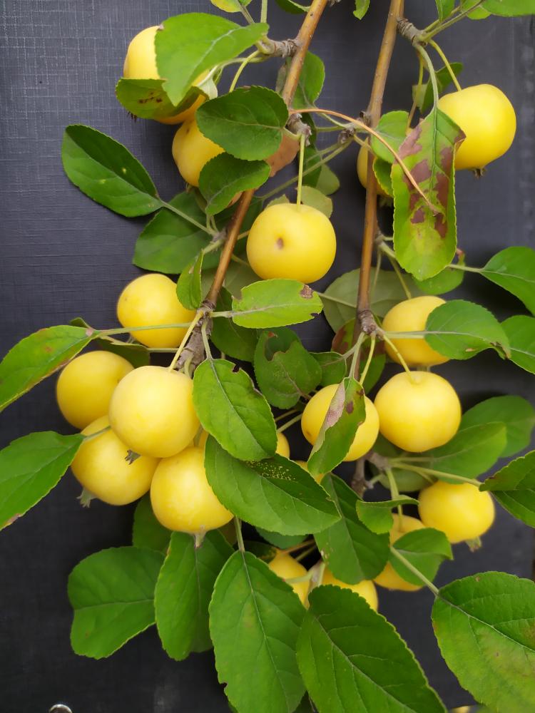Malus ´Golden Hornet´
