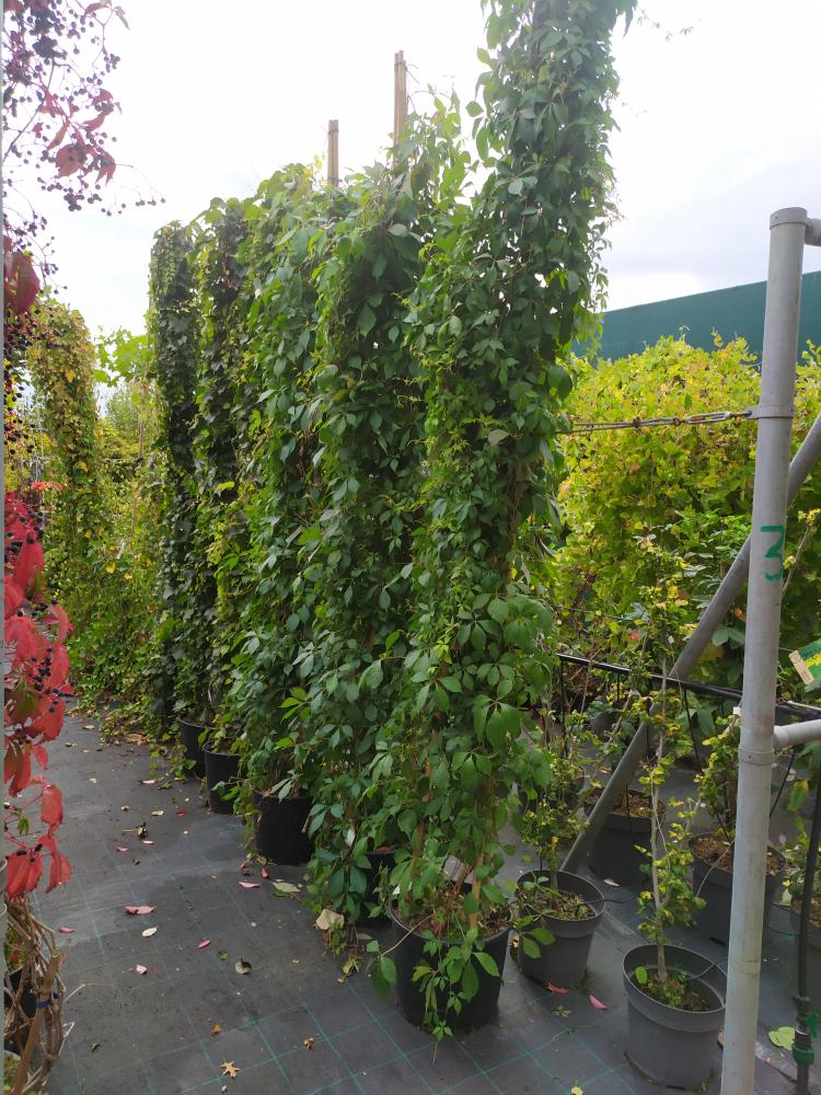 Parthenocissus quinquefolia ´Engelmannii ´