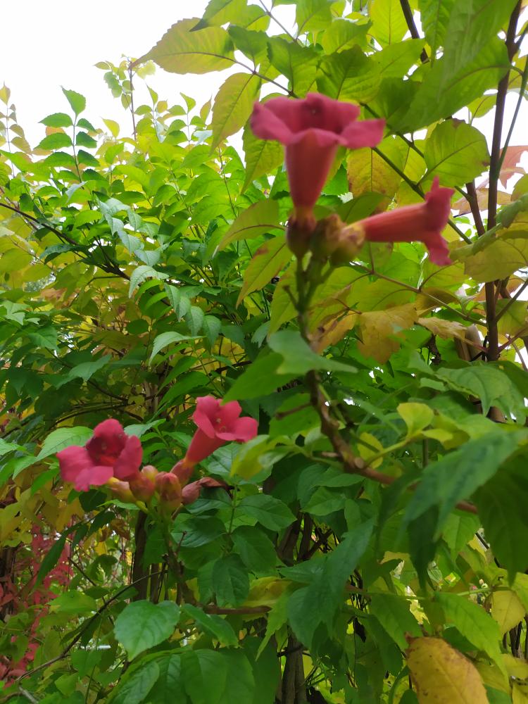 Campsis radicans ´Stromboli´