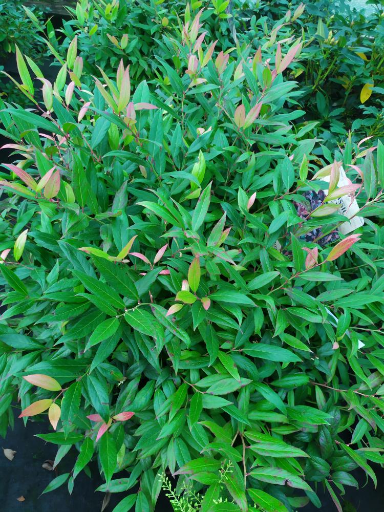 Leucothoe ´Zeblid´