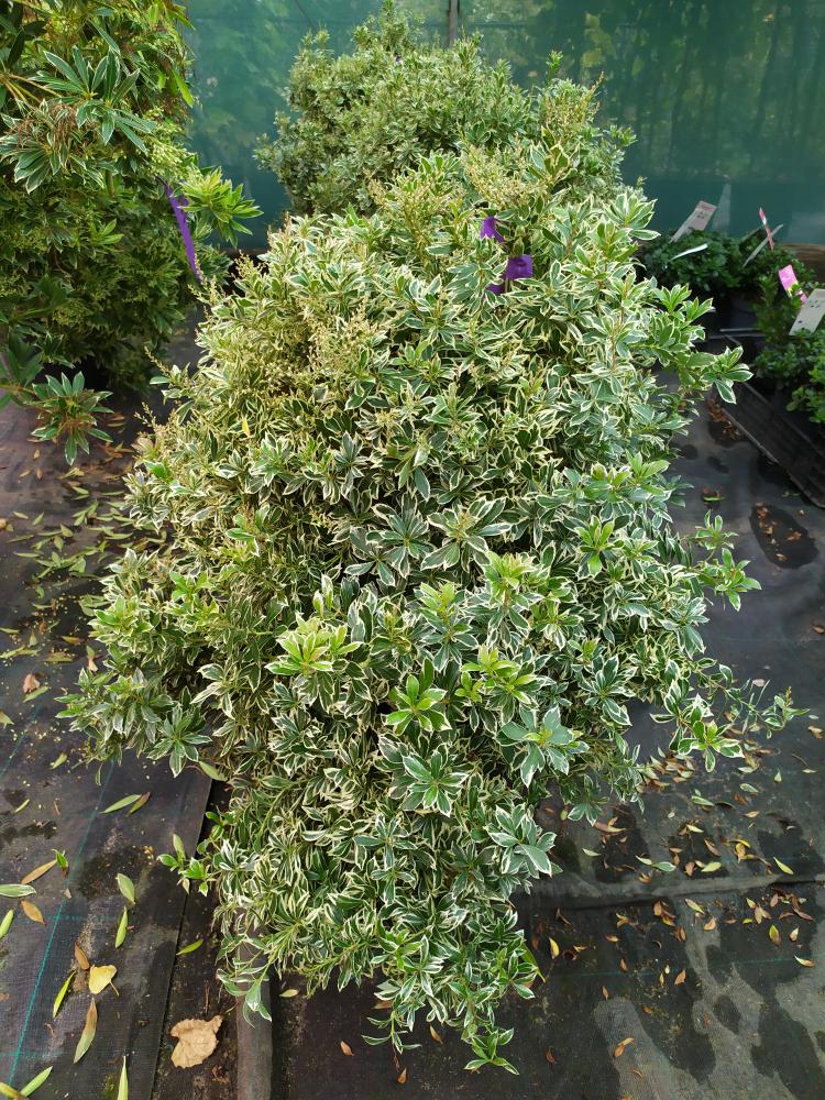 Pieris japonica ´Little Heath´