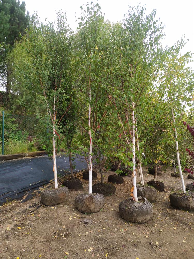 Betula albosinensis ´Fascination´