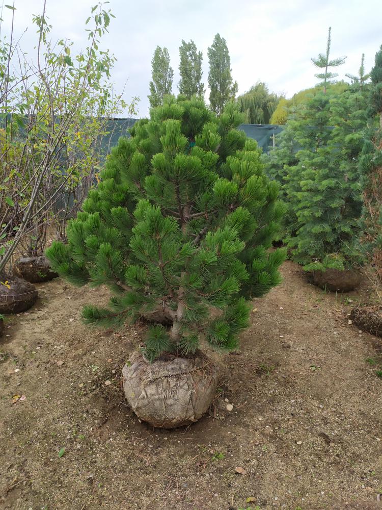 Pinus leucodermis ´Compact Gem´